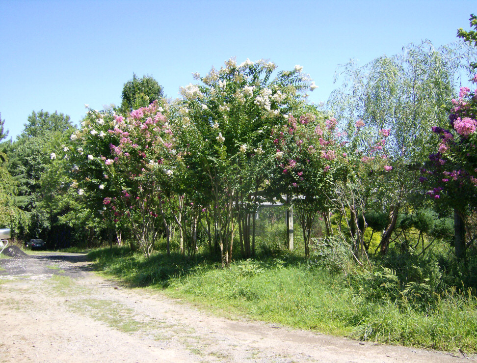 So many beautiful & rare flowering plants & Trees