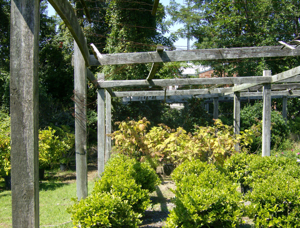 Hill's has been a quality, prestigious plant nursery for over 50 years